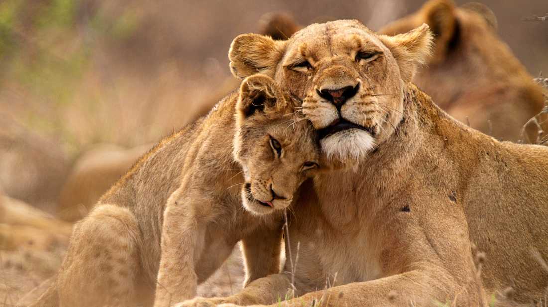 A lioness and her cub cuddling up close during a game viewing safari