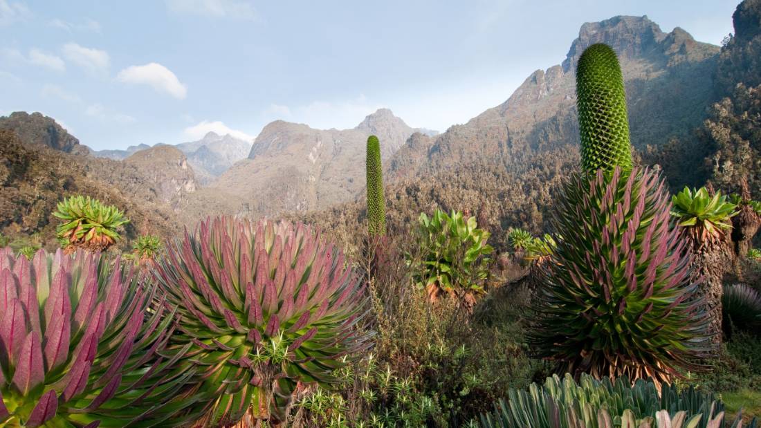 Giant Groundsels and Lobelia Giants in Uganda's Rwenzori Mountains | <i>Juniors Bildarchiv GmbH</i>