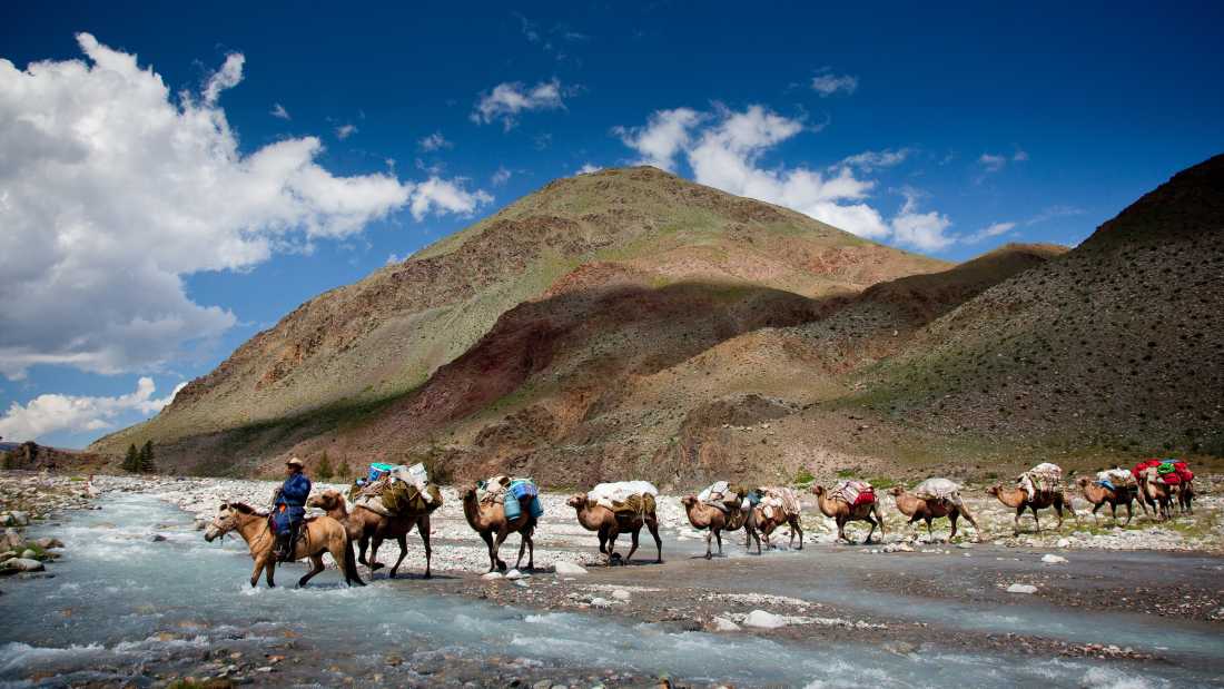 Camel crossing while on tour in Mongolia |  Cam Cope