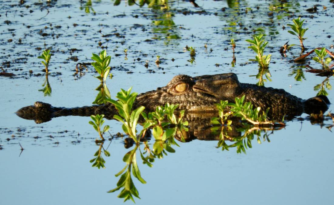 Salt water crocodile swimming in the Yellow Water Lagoon |  <i>Holly Van De Beek</i>