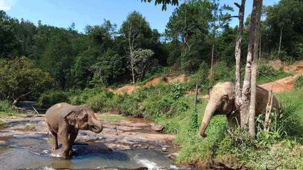 Chang Chill Elephant Sanctuary Thailand