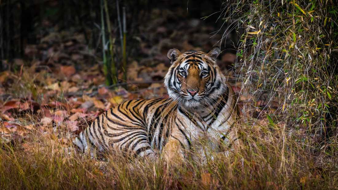 Bengal tiger |  Richard I'Anson