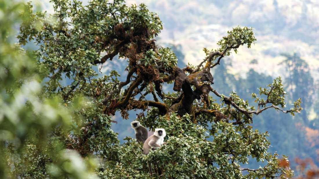 Langur Monkeys high in the trees while trekking the Annapurna region |  Joe Kennedy