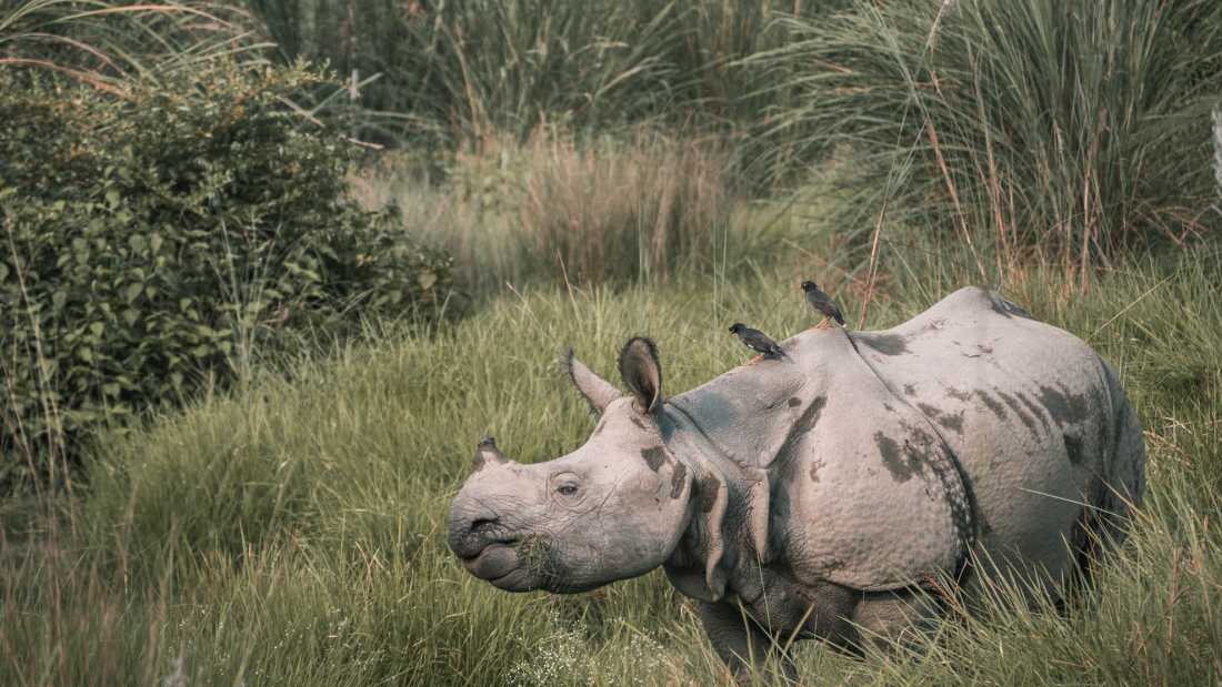 Elusive Asiatic Rhino |  Kelvin Law
