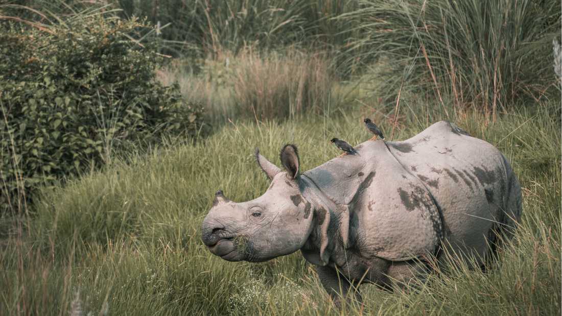 Elusive Asiatic Rhino |  Kelvin Law