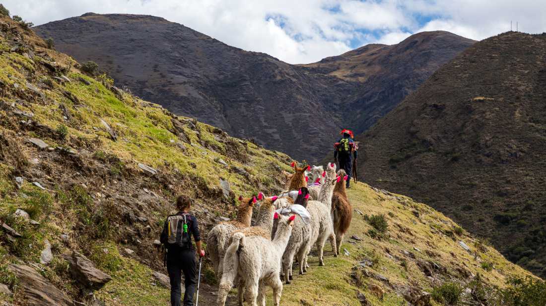 Trekking with llamas on the route from Lares in the Andes.