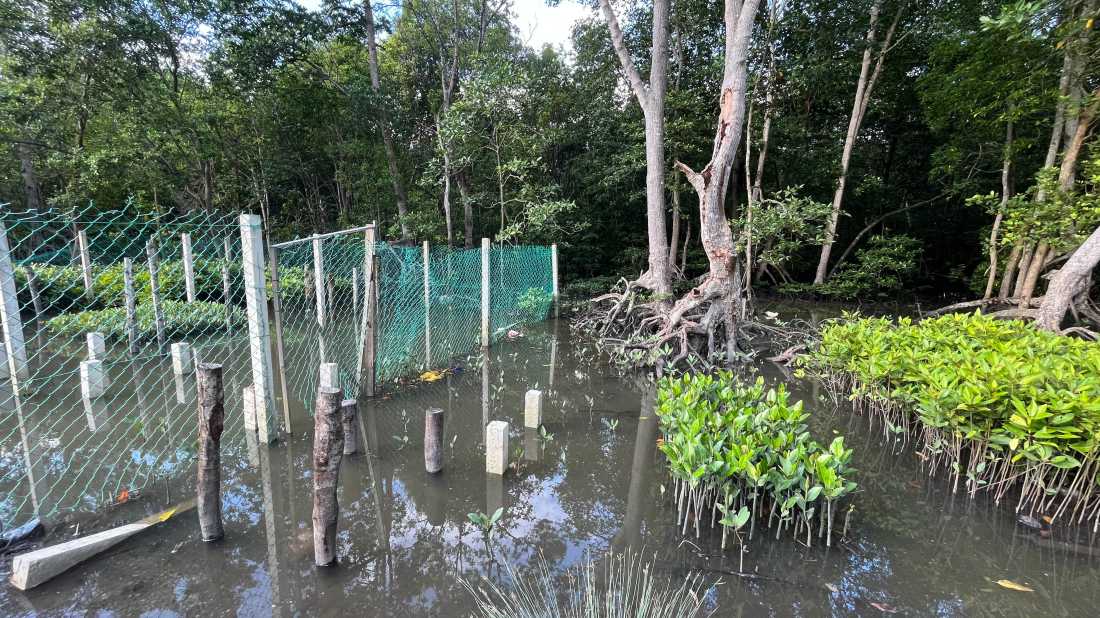 We work with the Mangrove nursery, sowing the propagules all the way to tree planting